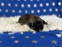 Akc pork chop DNA OFA GC sired, a male Pekingese for sale in Canton, OH – 5 of 8