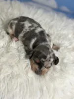 Akc Fantasia SH Blue and tan dappled Chic and DNA parents , a female Miniature Dachshund for sale in Canton, OH – 3 of 10