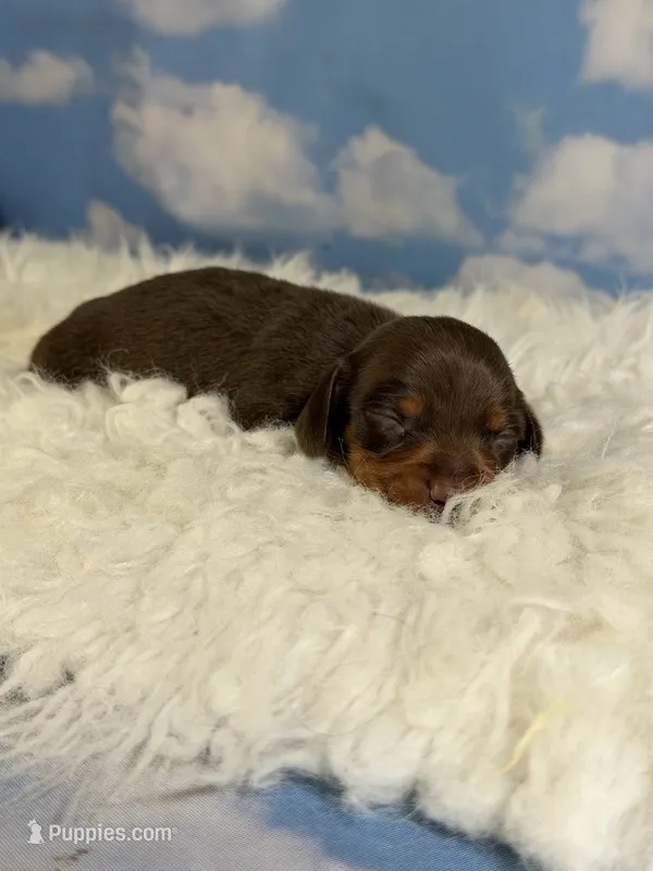 Akc Fonzie SH Chocolate and tan parents chic and DNA  – Miniature Dachshund puppy for sale in Canton, OH