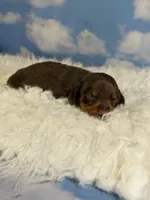Akc Fonzie SH Chocolate and tan parents chic and DNA , a male Miniature Dachshund for sale in Canton, OH – 1 of 10