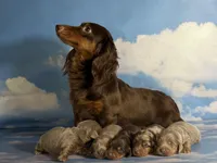 Aca lambchop LH DNA clear chic parents Isabella and tan , a male Miniature Dachshund for sale in Canton, OH – Photo 4 of 7