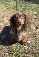 Aca lambchop LH DNA clear chic parents Isabella and tan , a male Miniature Dachshund for sale in Canton, OH – Photo 2 of 7
