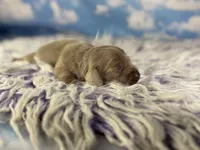 Aca lambchop LH DNA clear chic parents Isabella and tan , a male Miniature Dachshund for sale in Canton, OH – Photo 3 of 7