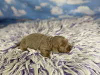 Aca lambchop LH DNA clear chic parents Isabella and tan , a male Miniature Dachshund for sale in Canton, OH – Photo 6 of 7