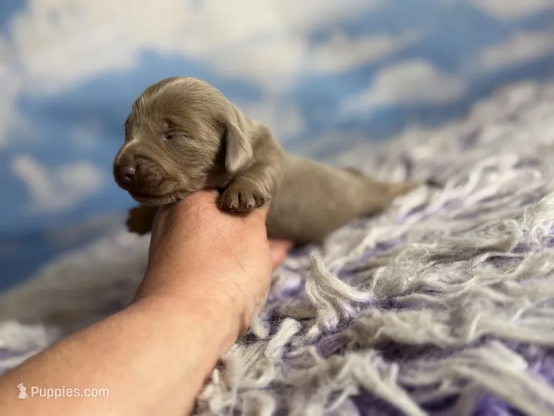 Aca lambchop LH DNA clear chic parents Isabella and tan  – Miniature Dachshund puppy for sale in Canton, OH