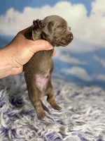 Aca lambchop LH DNA clear chic parents Isabella and tan , a male Miniature Dachshund for sale in Canton, OH – Photo 7 of 7