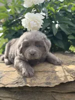 Phoenix OFA DNA , a female Newfoundland for sale in Canton, OH – 2 of 4