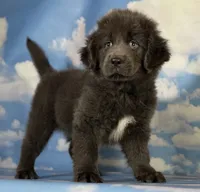 Phoebe DNA OFA Gray , a female Newfoundland for sale in Canton, OH – 1 of 9