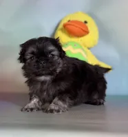 Munchkin , a male Pekingese for sale in Canton, OH – Photo 1 of 7