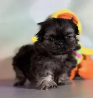 Munchkin , a male Pekingese for sale in Canton, OH – Photo 4 of 7