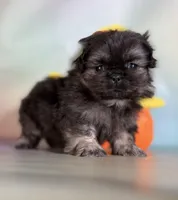 Munchkin , a male Pekingese for sale in Canton, OH – Photo 6 of 7