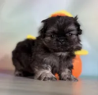 Munchkin , a male Pekingese for sale in Canton, OH – Photo 5 of 7