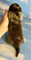 ACA Einstein LH PRA clear OFA Chic Parents, a male Miniature Dachshund for sale in Canton, OH – 5 of 8