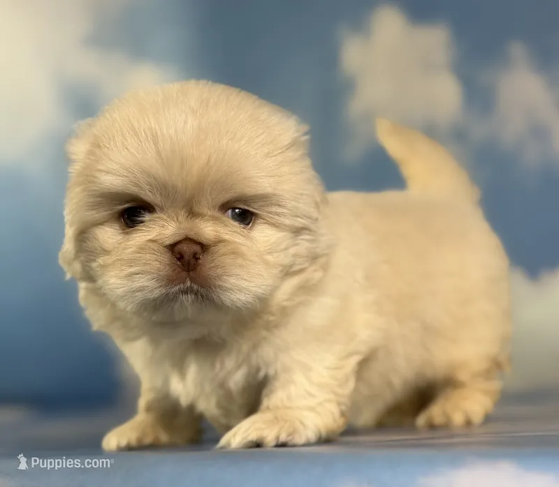 Akc jelly  chocolate covered cream DNA OFA  – Pekingese puppy for sale in East Sparta, OH