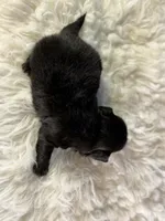 Akc Phoenix DNA OFA GC sired , a female Pekingese for sale in Canton, OH – 3 of 8