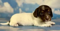 Valerie LH PRA clear OFA Chic , a female Miniature Dachshund for sale in East Sparta, OH – 1 of 5