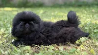 Cashmere DNA OFA , a female Pekingese for sale in Canton, OH – 6 of 6