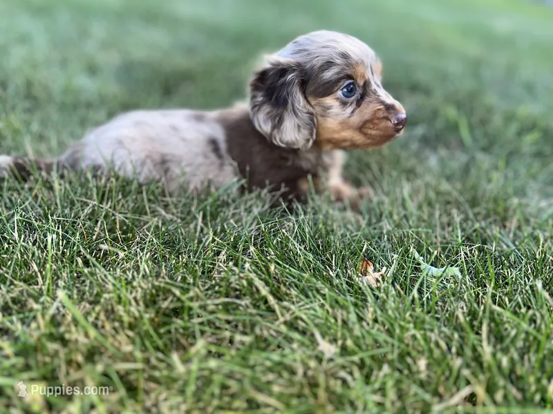 Akc Allie LH PRA clear  – Miniature Dachshund puppy for sale in Canton, OH