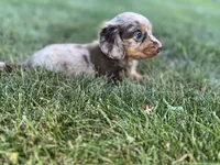 Akc Allie LH PRA clear , a female Miniature Dachshund for sale in Canton, OH – 1 of 3
