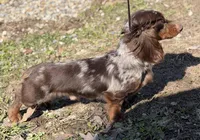 ACA Einstein LH PRA clear OFA Chic Parents, a male Miniature Dachshund for sale in Canton, OH – 6 of 8