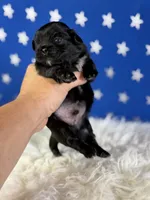 Akc pretzel DNA OFA GC sired, a male Pekingese for sale in Canton, OH – 5 of 5
