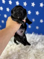Akc pretzel DNA OFA GC sired, a male Pekingese for sale in Canton, OH – 4 of 5