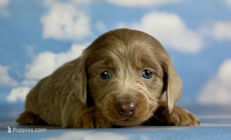 Aca lambchop LH DNA clear chic parents Isabella and tan  – Miniature Dachshund puppy for sale in Canton, OH