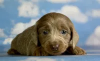 Aca lambchop LH DNA clear chic parents Isabella and tan , a male Miniature Dachshund for sale in Canton, OH – 1 of 10