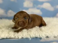 Aca Carlo red Dappled LH chic and PRA clear , a male Miniature Dachshund for sale in Canton, OH – 9 of 9