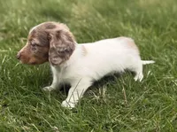 AKC kiki DNA LH , a female Miniature Dachshund for sale in Canton, OH – Photo 2 of 7