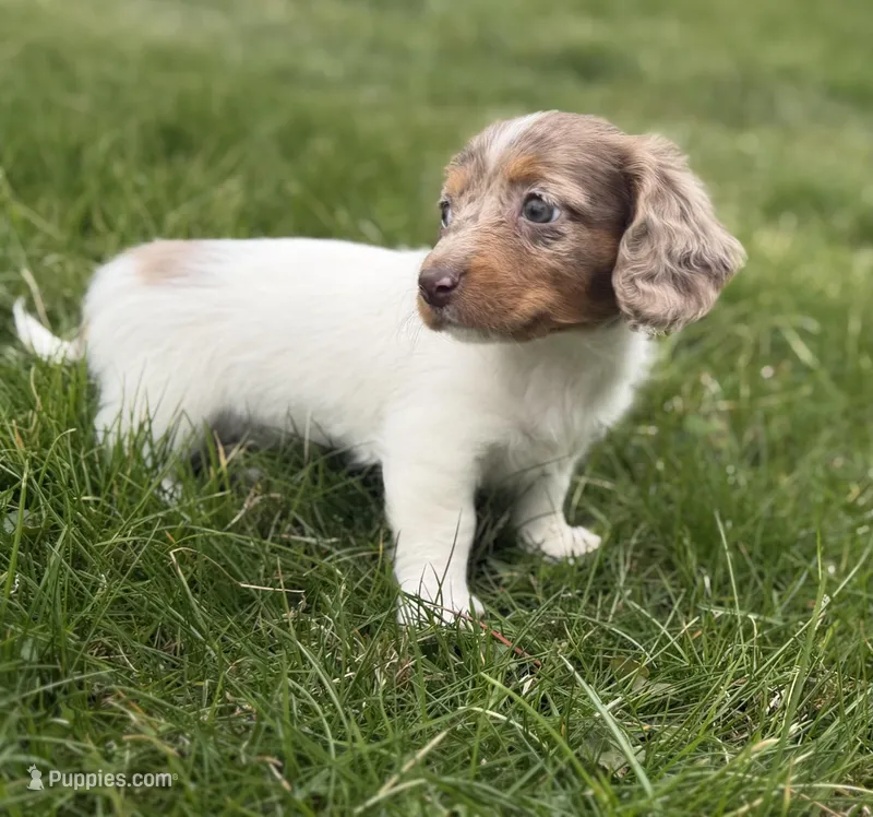 AKC kiki DNA LH  – Miniature Dachshund puppy for sale in Canton, OH