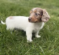 AKC kiki DNA LH , a female Miniature Dachshund for sale in Canton, OH – Photo 1 of 7