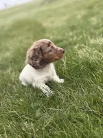 AKC kiki DNA LH , a female Miniature Dachshund for sale in Canton, OH – Photo 5 of 7