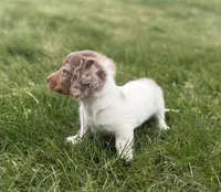 AKC kiki DNA LH , a female Miniature Dachshund for sale in Canton, OH – Photo 3 of 7