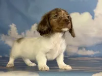AKC kiki DNA clear LH , a female Miniature Dachshund for sale in Canton, OH – Photo 10 of 10