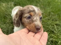 AKC kiki DNA LH , a female Miniature Dachshund for sale in Canton, OH – Photo 6 of 7