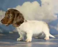AKC kiki DNA clear LH , a female Miniature Dachshund for sale in Canton, OH – Photo 7 of 10