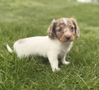 AKC kiki DNA LH , a female Miniature Dachshund for sale in Canton, OH – Photo 4 of 7