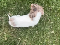 AKC kiki DNA LH , a female Miniature Dachshund for sale in Canton, OH – Photo 7 of 7