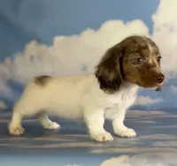 AKC kiki DNA clear LH , a female Miniature Dachshund for sale in Canton, OH – Photo 1 of 10