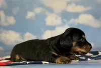 Akc panther LH DNA OFA, a male Miniature Dachshund for sale in Canton, OH – 5 of 8
