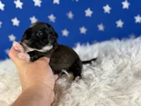 Akc Pickles DNA OFA GC sired , a male Pekingese for sale in Canton, OH – 3 of 7