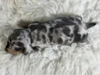 Akc Fantasia SH Blue and tan dappled Chic and DNA parents , a female Miniature Dachshund for sale in Canton, OH – 6 of 10
