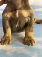 ACA Everest LH male PRA clear OFA Chic Parents , a male Miniature Dachshund for sale in Canton, OH – 9 of 9