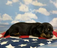 Akc poppy SH DNA OFA , a female Miniature Dachshund for sale in Canton, OH – 6 of 6