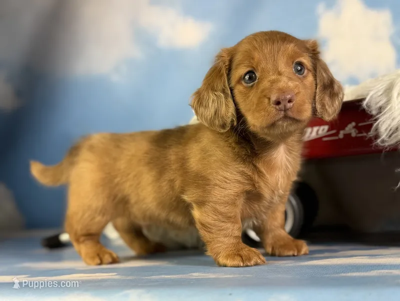 Aca Carlo red Dappled LH chic and PRA clear  – Miniature Dachshund puppy for sale in East Sparta, OH