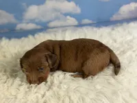 ACA Cassie red dappled LH parents are chic and DNA clear , a female Miniature Dachshund for sale in Canton, OH – 2 of 9