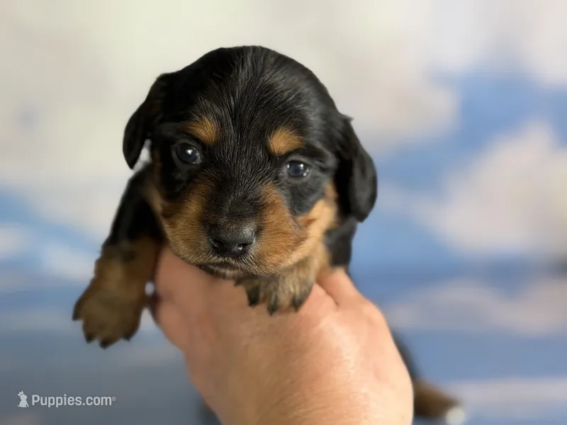AKC DNA clear LH kinder – Miniature Dachshund puppy for sale in Canton, OH