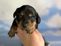 AKC DNA clear LH kinder, a male Miniature Dachshund for sale in Canton, OH – Photo 1 of 7