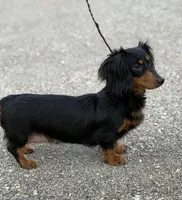 AKC DNA clear LH kinder, a male Miniature Dachshund for sale in Canton, OH – Photo 7 of 7